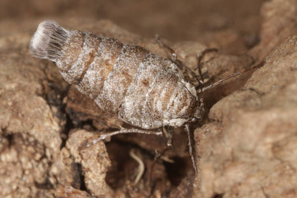 Alsophila aescularia: Bild 26