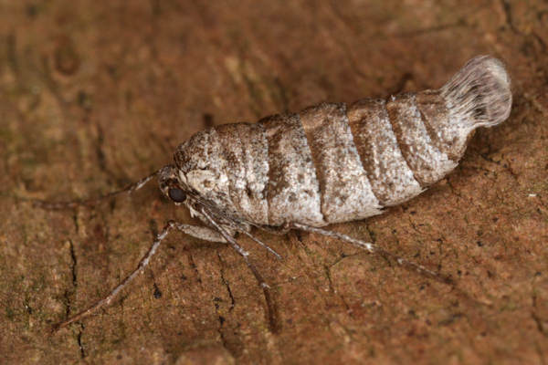 Alsophila aescularia: Bild 23