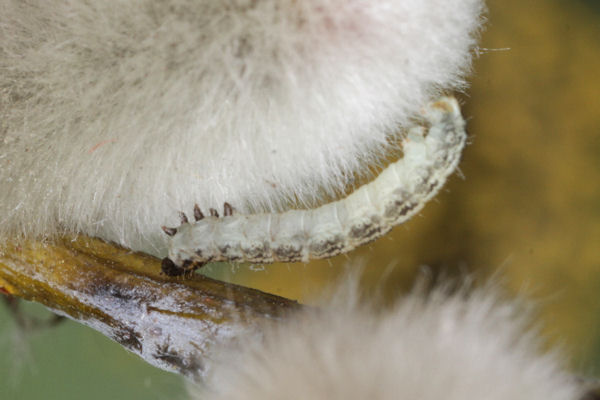 Eupithecia tenuiata: Bild 3