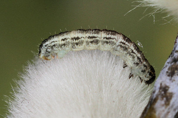 Eupithecia tenuiata: Bild 4