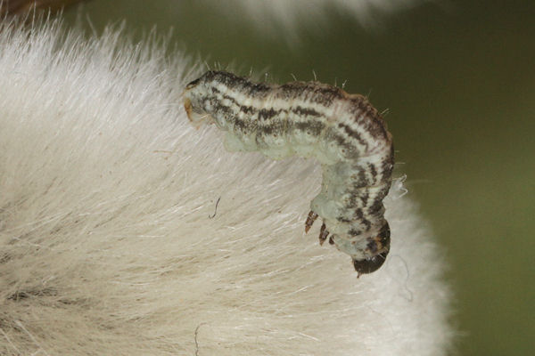 Eupithecia tenuiata: Bild 5