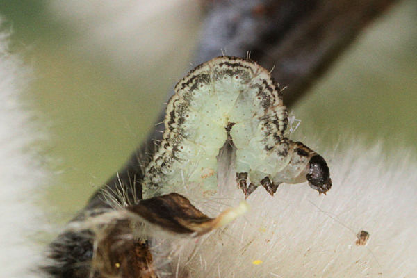 Eupithecia tenuiata: Bild 8