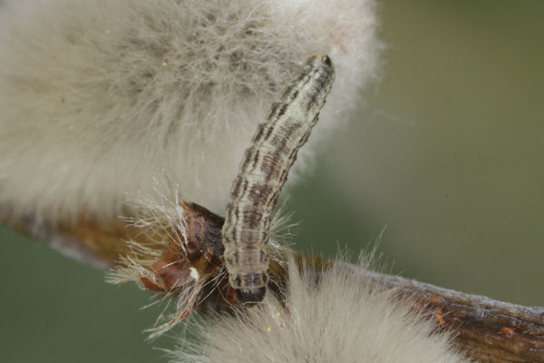 Eupithecia tenuiata: Bild 9