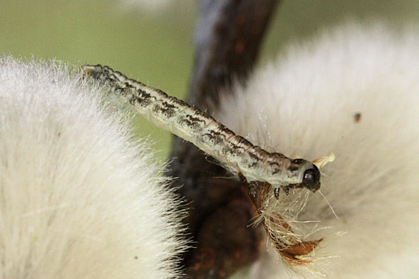 Eupithecia tenuiata: Bild 10