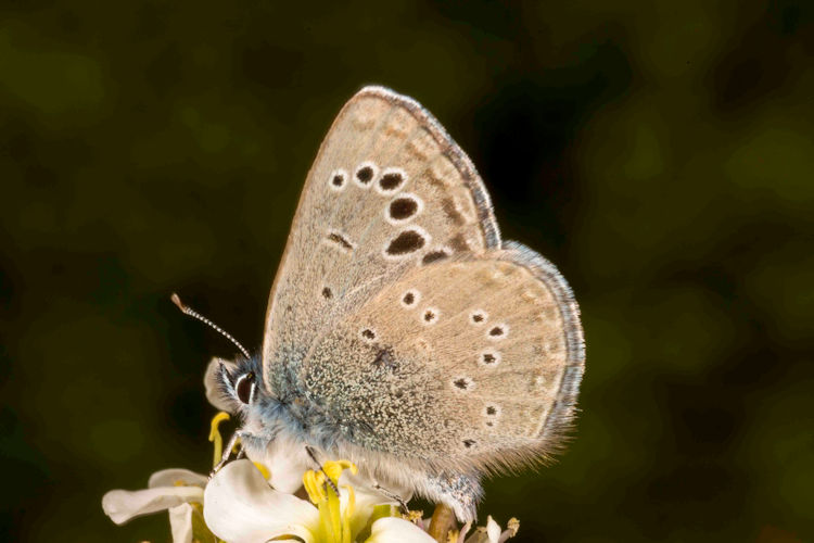 Glaucopsyche melanops: Bild 18