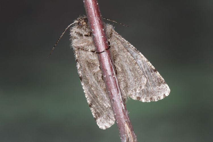 Lycia hirtaria: Bild 20