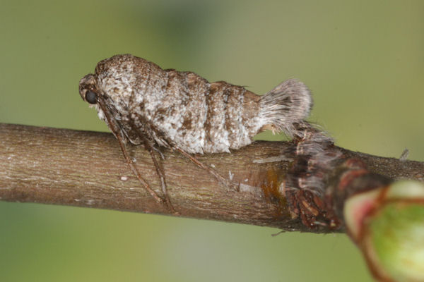 Alsophila aescularia: Bild 34