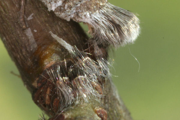 Alsophila aescularia: Bild 33
