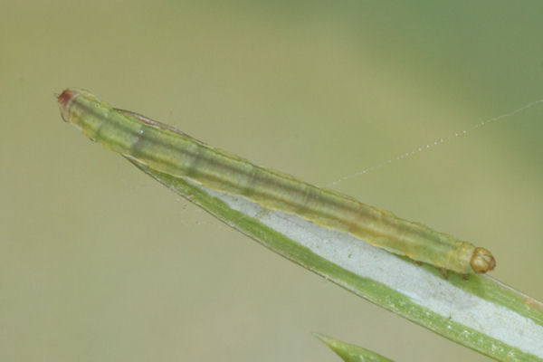 Eupithecia pusillata: Bild 31