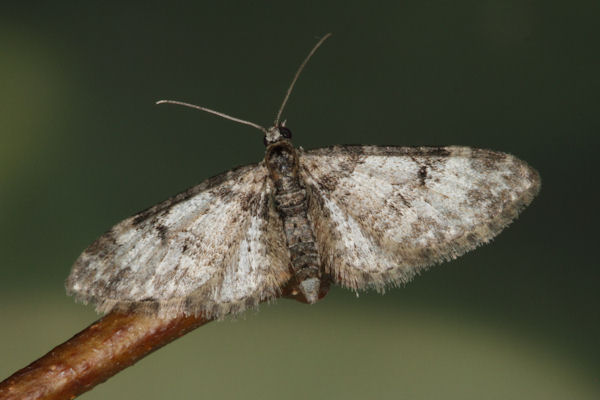 Eupithecia irriguata: Bild 30