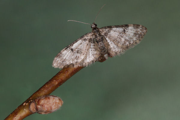 Eupithecia irriguata: Bild 31