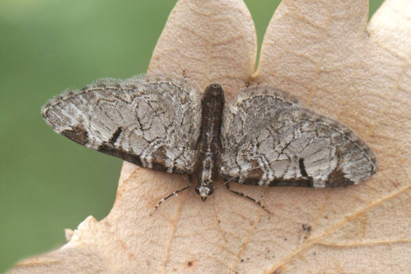 Eupithecia insigniata: Bild 29