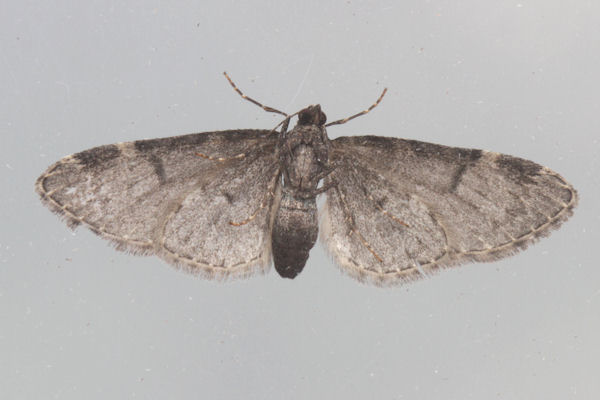 Eupithecia insigniata: Bild 39