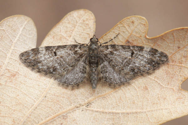 Eupithecia irriguata: Bild 6