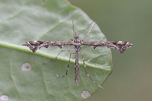 Amblyptilia acanthadactyla: Bild 1