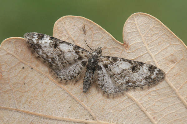 Eupithecia irriguata: Bild 32