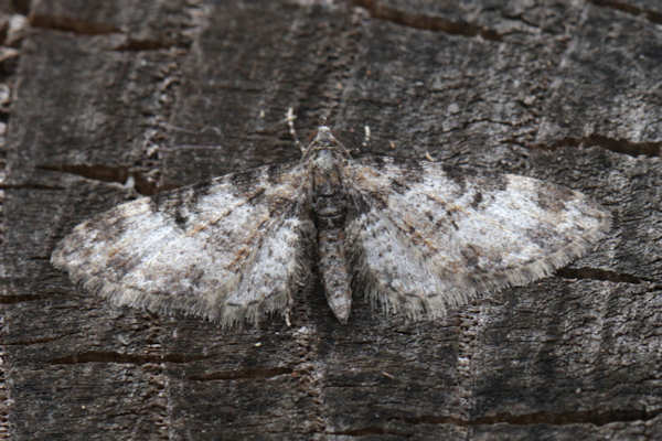 Eupithecia irriguata: Bild 33