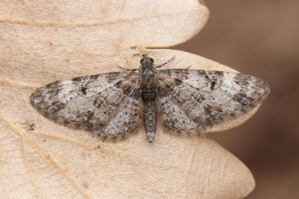 Eupithecia irriguata: Bild 3
