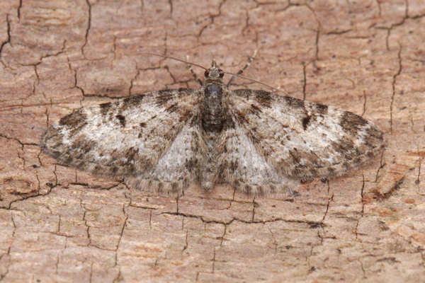 Eupithecia irriguata: Bild 36