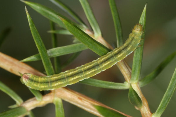 Eupithecia pusillata: Bild 38