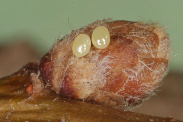 Eupithecia irriguata: Bild 1