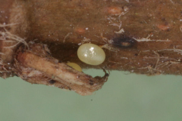 Eupithecia irriguata: Bild 2