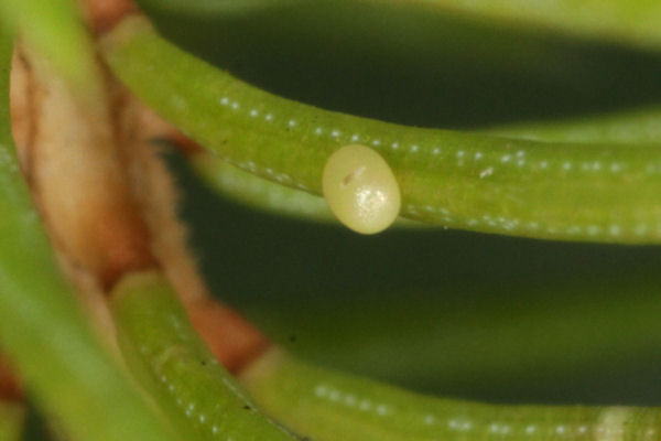 Eupithecia lanceata: Bild 4
