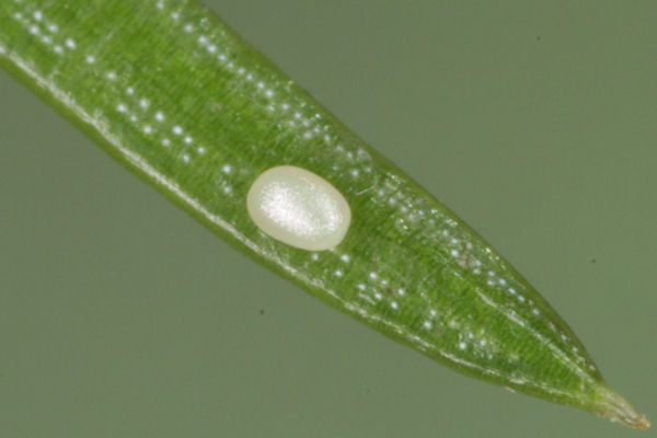 Eupithecia lanceata: Bild 5