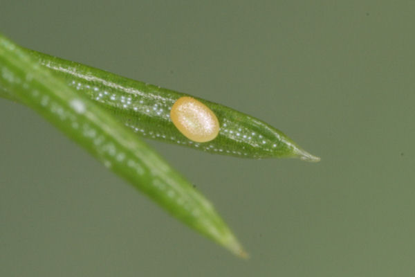 Eupithecia lanceata: Bild 6