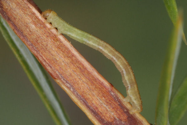 Eupithecia pusillata: Bild 40