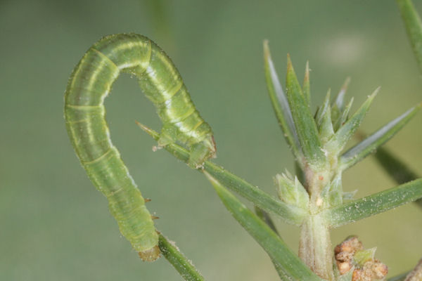 Eupithecia pusillata: Bild 48