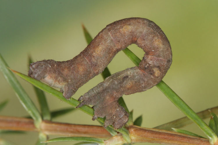 Peribatodes rhomboidaria: Bild 18