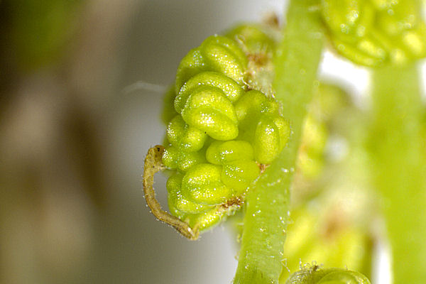 Eupithecia irriguata: Bild 10
