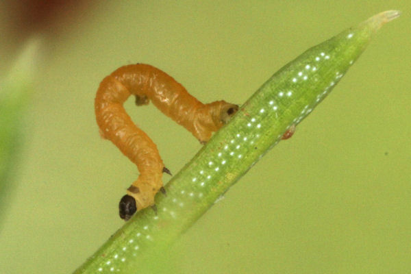 Eupithecia lanceata: Bild 9