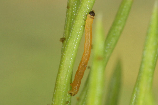 Eupithecia lanceata: Bild 10