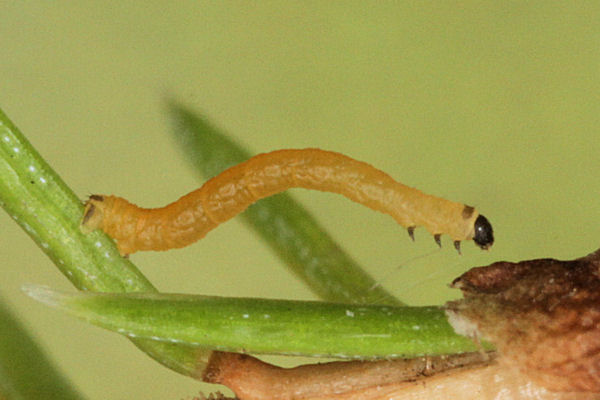 Eupithecia lanceata: Bild 15