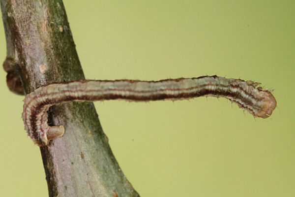 Eupithecia irriguata: Bild 18