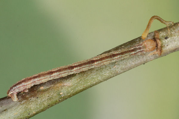 Eupithecia irriguata: Bild 19