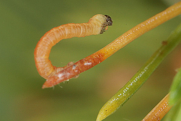 Eupithecia lanceata: Bild 17