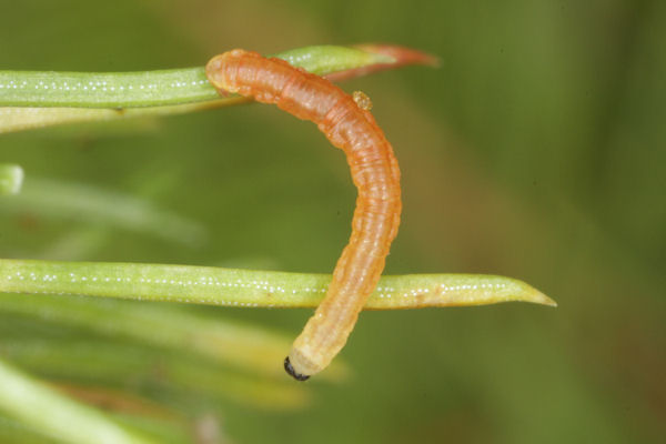Eupithecia lanceata: Bild 18