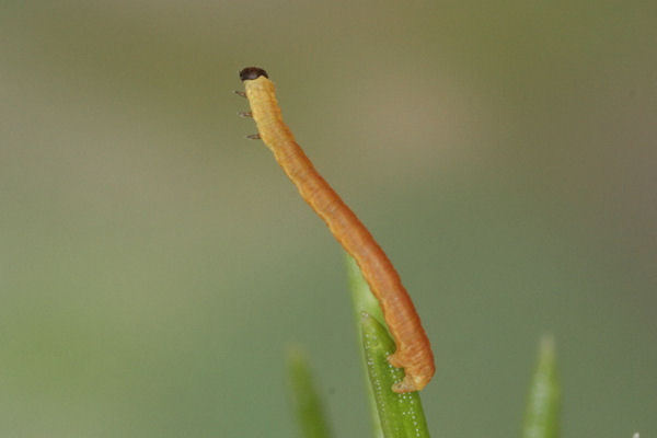 Eupithecia lanceata: Bild 24