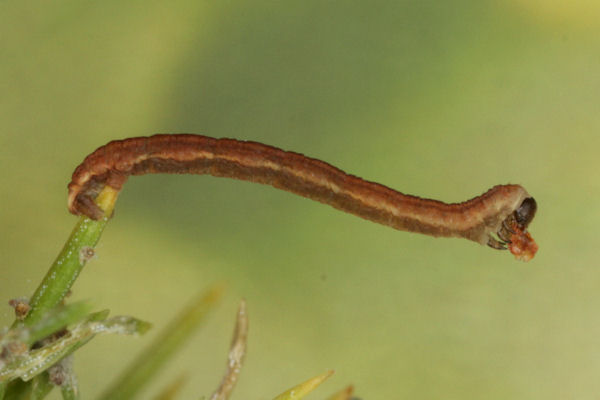 Eupithecia lanceata: Bild 25