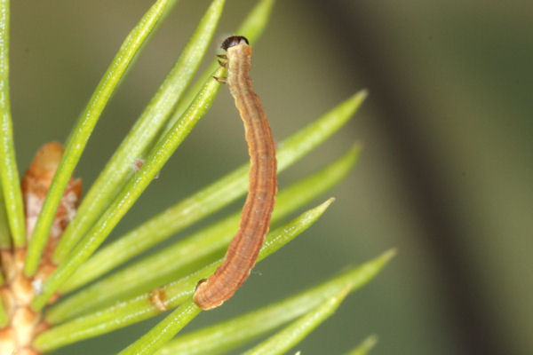 Eupithecia lanceata: Bild 27