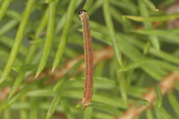 Eupithecia lanceata: Bild 29