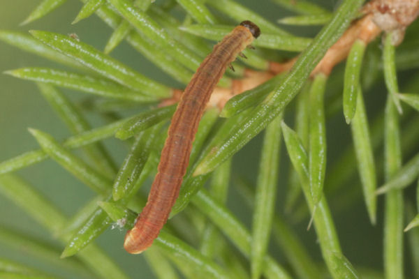 Eupithecia lanceata: Bild 30