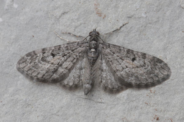 Eupithecia lariciata: Bild 28