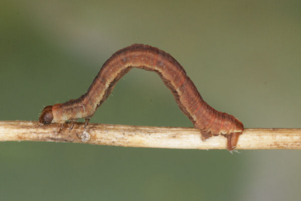 Eupithecia lanceata: Bild 34