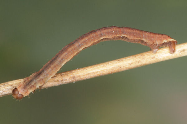 Eupithecia lanceata: Bild 35