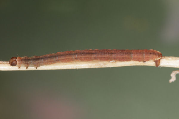 Eupithecia lanceata: Bild 36