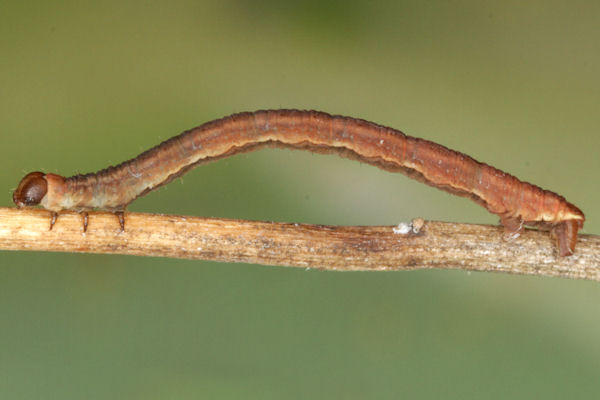 Eupithecia lanceata: Bild 37